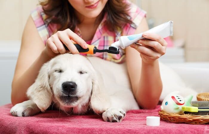 Do I Need To Brush My Dog's Teeth?