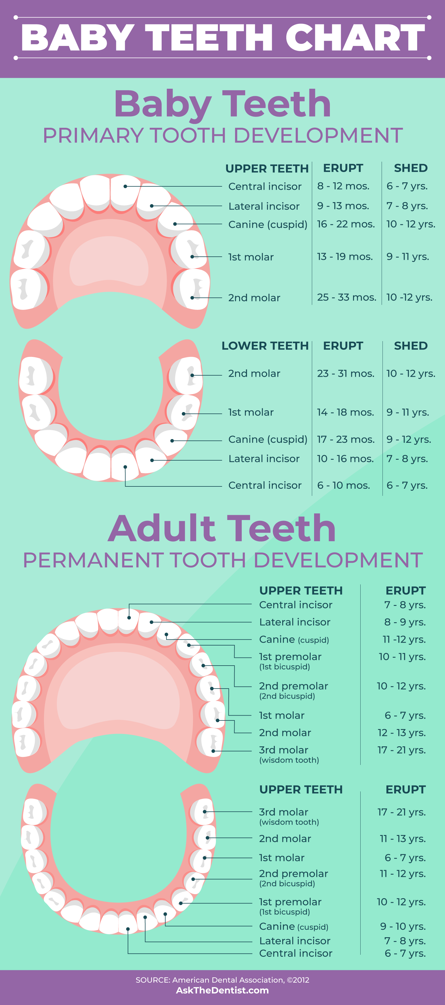 Child Dental Tooth Chart