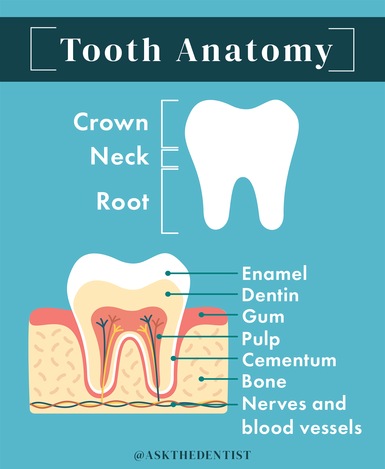 tooth anatomy, inside of a tooth, outside of a tooth, tooth diagram